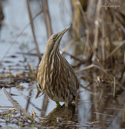 American Bittern II
