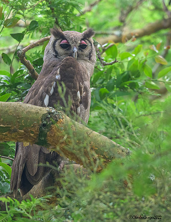 Verreaux's-Eagle-Owl_Male