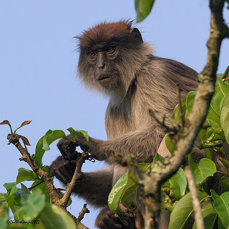 Red Colobus