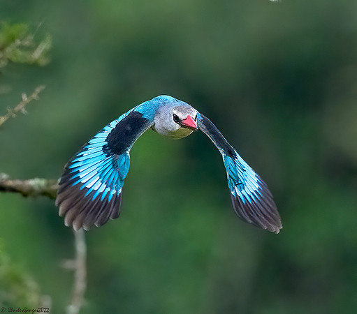 Woodland Kingfisher_Inflight