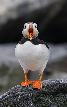Atlantic Puffin_Afternoon  Greeting