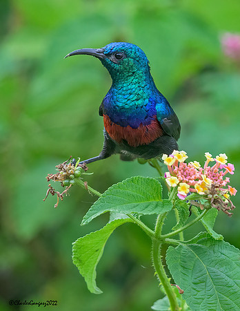 Red-chested Sunbird
