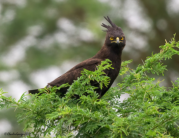 Long-crested Eagle
