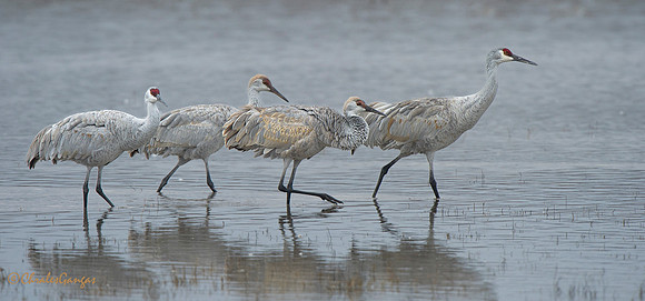 Sandhill Cranes