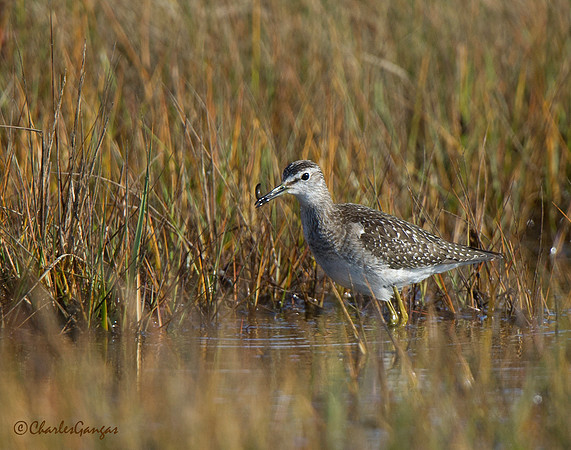 Wood Sandpipers
