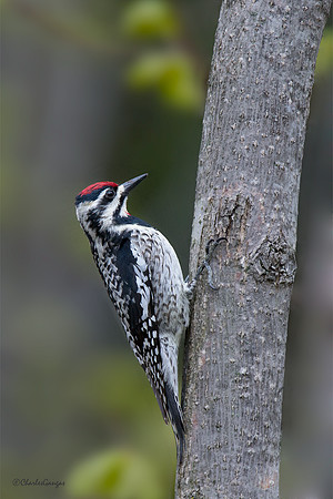 Yellow-bellied Sapsucker_Fm II