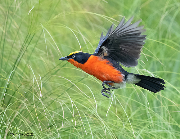 Papyrus Gonolek_Inflight