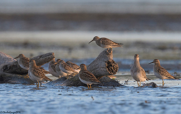 Pectoral Sandppers_Small Flock