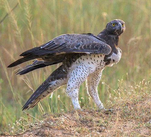 Martial Eagle
