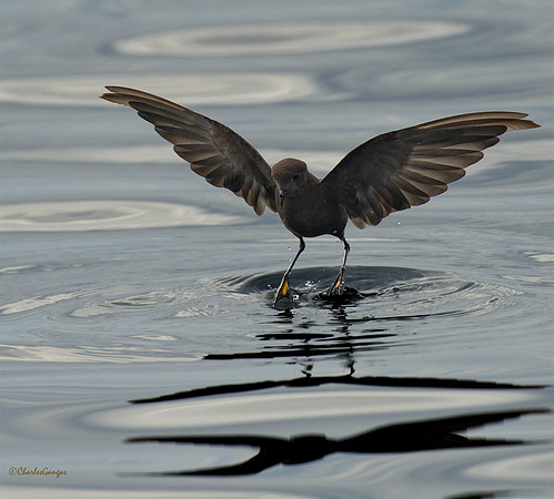 Wilson's Storm Petrel