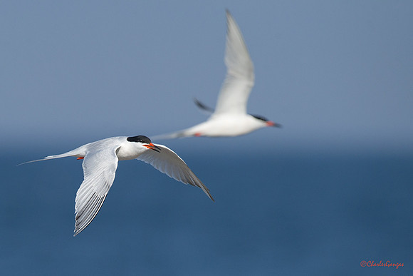 Roseate Terns