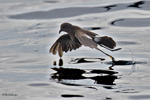 Wilson's Storm Petrel_Fishing