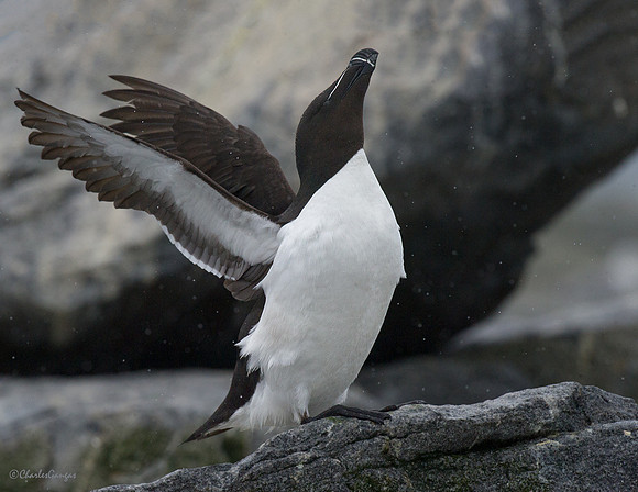 Razorbill_Display