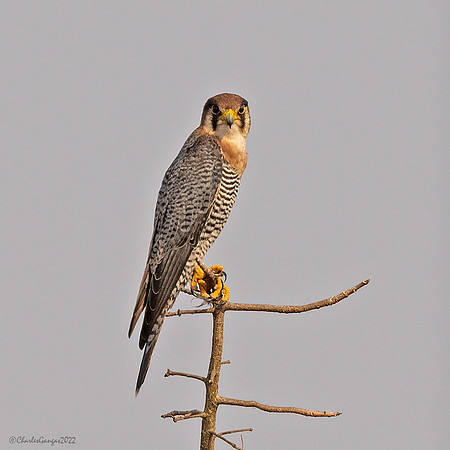 Red-Collarded Falcon