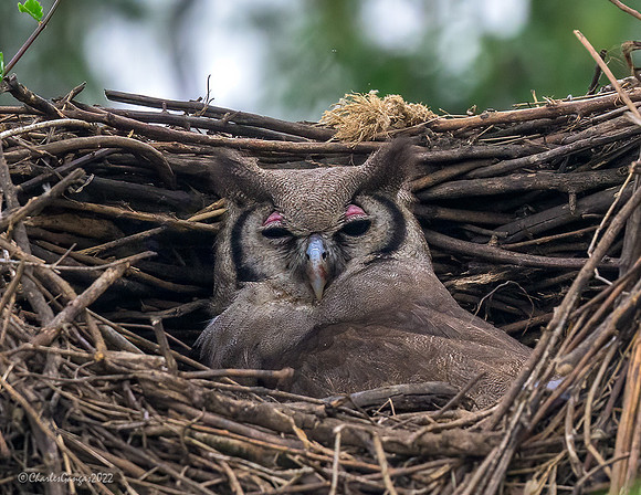 Verreaux's-Eagle-Owl