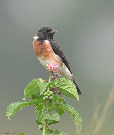 Brown Crowned Tchagra
