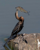 African Darter w/ Catch