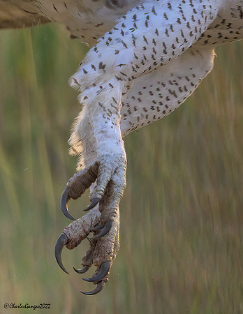 Martiual Eagle_Lethal weapon