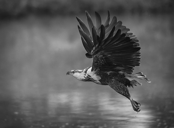 Immature African Fish Eagle