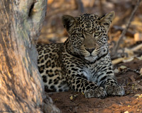 Female Leopard_Chillin'
